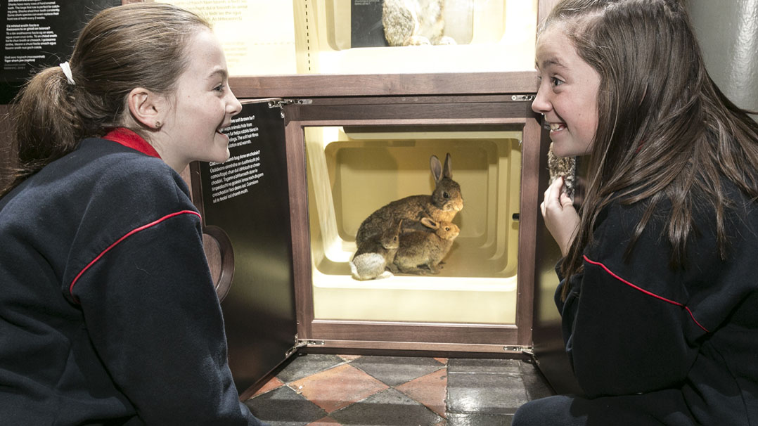 An tSeachtain Eolaíochta seo, cuirfear An Zú Marbh <a href="/NMIreland/">National Museum of Ireland</a> ar fáil (as Gaeilge) do ghrúpaí rang 3 - 6. Áirithint de dhíth, agus é teoranta do dhá ionad ar an 16 Samhain. Faigh tuilleadh eolais:
museum.ie/en-IE/Museums/…