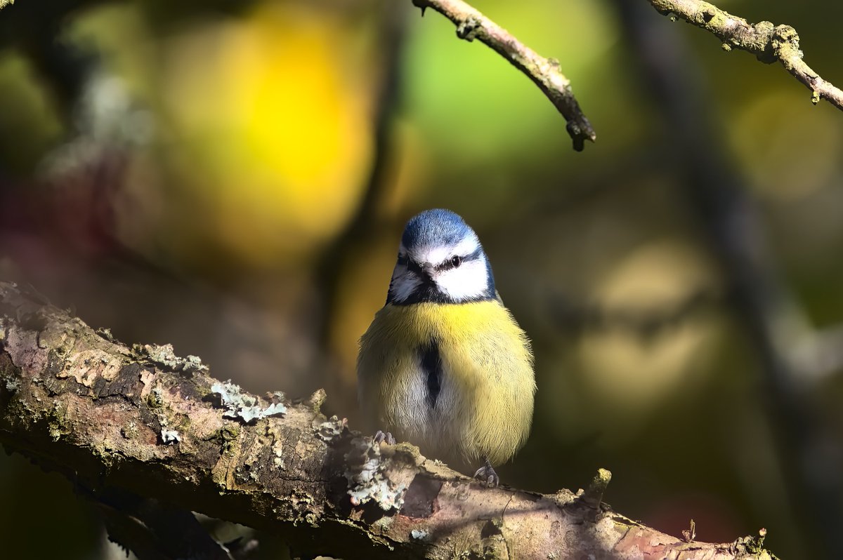 Davidc2827's tweet photo. #bluetit #woodlandbirds #wildlifelovers #bird #BirdsSeenIn2023 #birds #wildlifephotography #wildlife #springwatch #youngwildlifephotographer #birdphotography #nature #birdslover #birds_n_branches #hawthorn #birdsofengland #photography #birdwatching #birding #birds_captures https://t.co/Nx5CDIlUtD