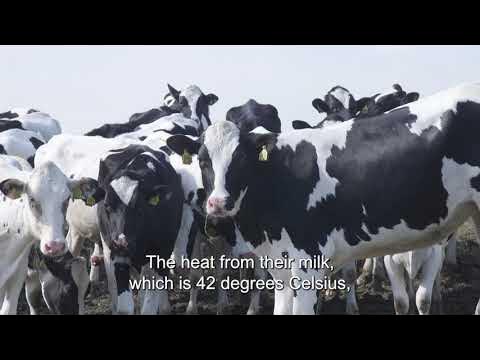 VELDarchitect's tweet image. Have you seen this dairy building? Its heated by the cows milk!!! acting like a geothermal type system.  zurl.co/CfdG  It also looks good! What do you think?