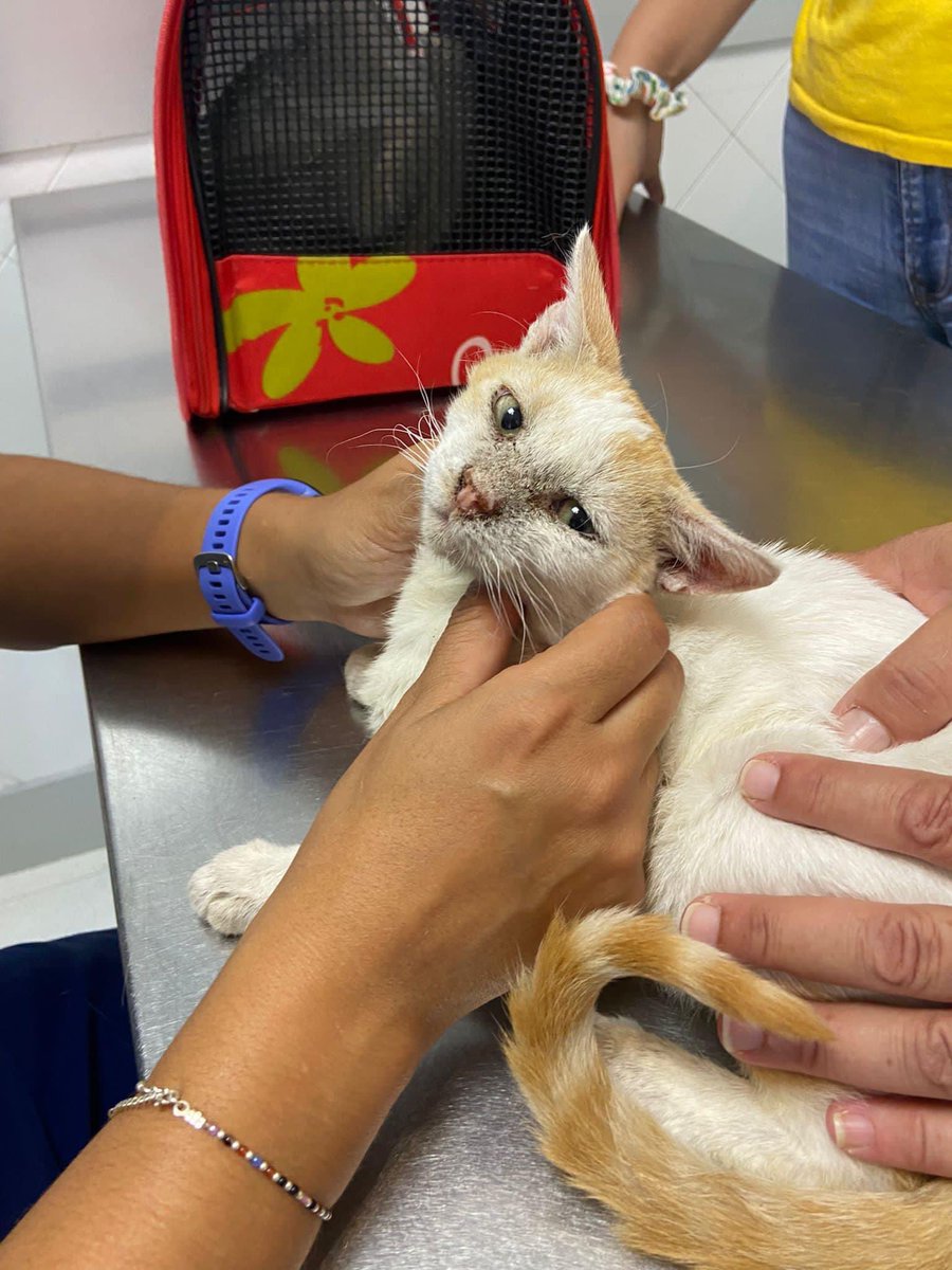 Noticias sobre Mandy, Brújula y Daniel🩺📢

Mandy sus mocos son compatibles con una infección bacteriana, también parece ser que tiene una posible fractura anterior de paladar, el martes tenemos cita de nuevo y se le hará una sedación para hacerle placas, endoscopia y si se