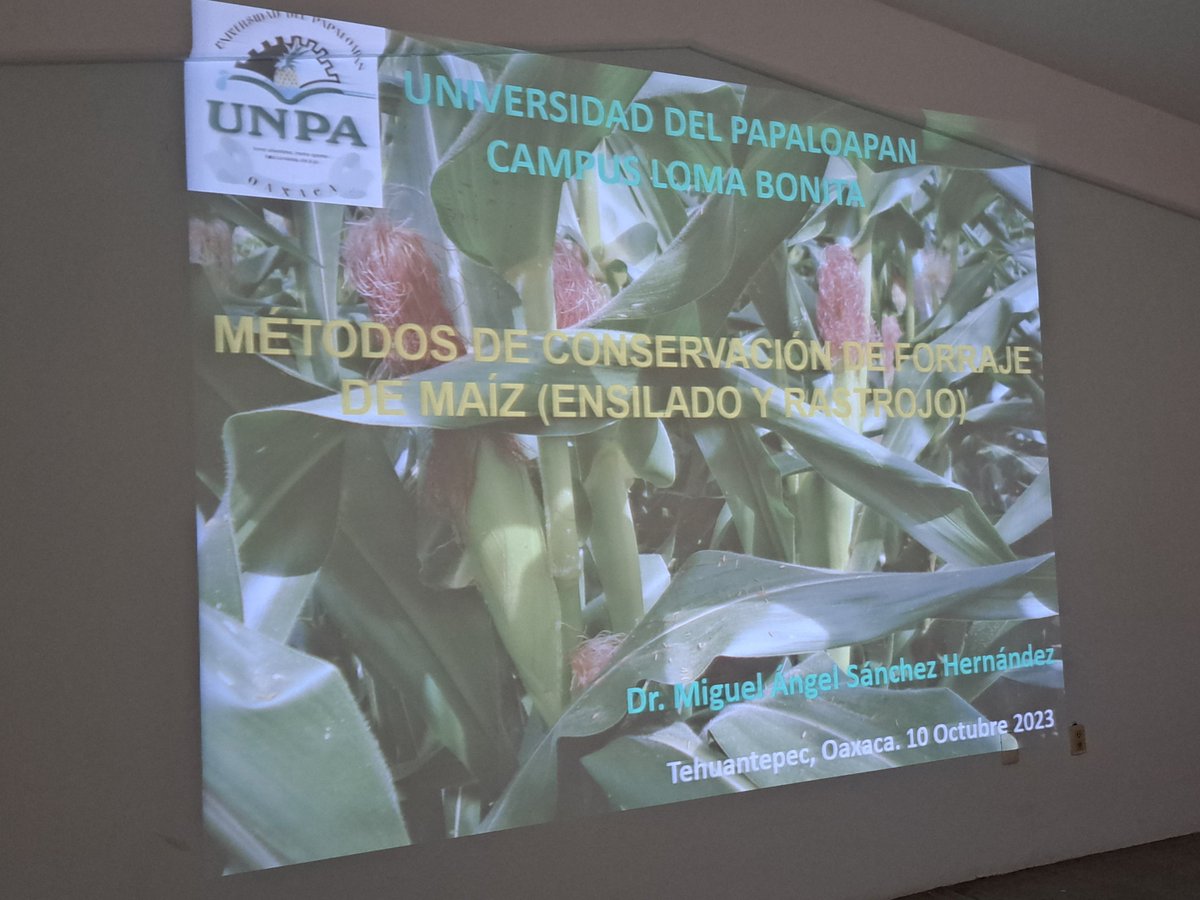 UNISTMO_SUNEO's tweet image. ✅ En la #UNISTMO se impartió un curso sobre los “𝐌𝐞́𝐭𝐨𝐝𝐨𝐬 𝐝𝐞 𝐂𝐨𝐧𝐬𝐞𝐫𝐯𝐚𝐜𝐢𝐨́𝐧 𝐝𝐞 𝐅𝐨𝐫𝐫𝐚𝐣𝐞 𝐝𝐞 𝐌𝐚𝐢́𝐳 (𝐄𝐧𝐬𝐢𝐥𝐚𝐝𝐨 𝐲 𝐫𝐚𝐬𝐭𝐫𝐨𝐣𝐨)” por parte del Dr. Miguel Ángel Sánchez López, profesor-investigador de la Universidad del Papaloapan #SUNEO.