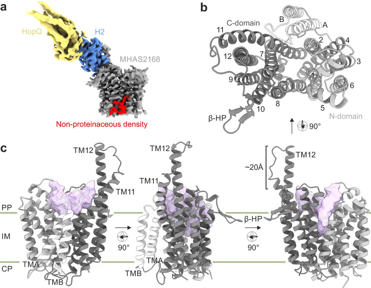 MemProtPDB's tweet photo. Structural basis for triacylglyceride extraction from mycobacterial inner membrane by MFS transporter Rv1410 | Nat Comm
https://t.co/sNBE7ra4Br
#CryoEM #MFStransporter #MembraneProteins https://t.co/IF1h7O12UL
