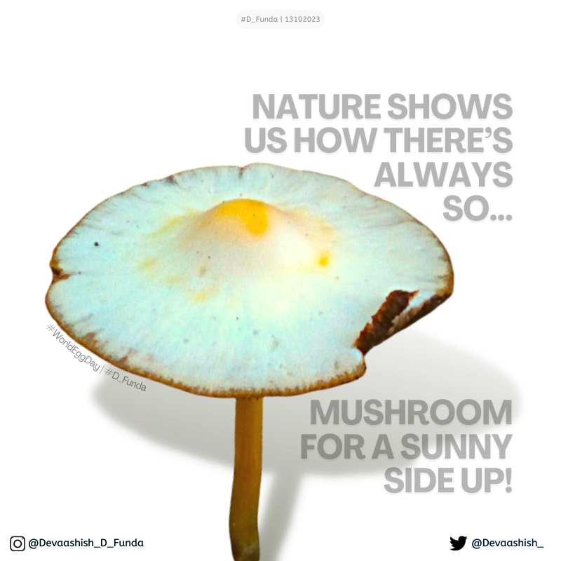 Devaashish_'s tweet photo. 🧵
3/4
#D_Funda
_
Sunny side up?
So much-room.
_
#punD #adsD #worDplay #designD #copywriters #puns #punny #mushrooms #fungi #funguy #FungiFriday #WorldEggDay
\@OneMinuteBriefs https://t.co/GS50VWlQPD