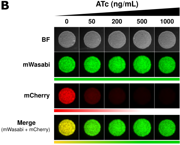 Last paper from the lab! Silencing essential gene expression in Mycobacterium abscessus during infection. Great work by <a href="/YmBdh/">Yves-Marie Boudehen</a>, <a href="/TasriniYara/">Yara Tasrini</a>, <a href="/MattheoAlcaraz/">Matthéo Alcaraz</a> and J Aguilera-Correa.
doi.org/10.1128/spectr…
