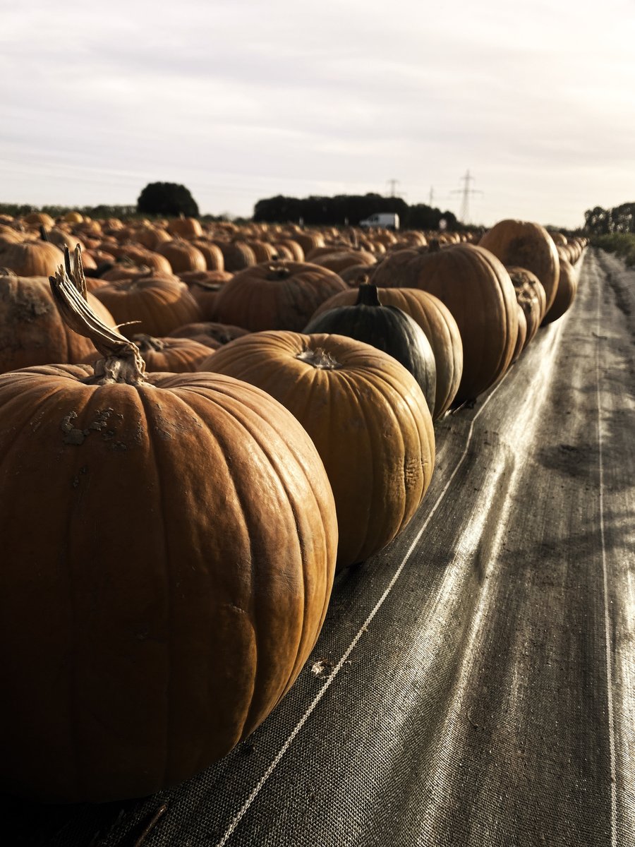 En ce #vendredi13 , <a href="/TheMindOut/">MindOut</a> prépare #Halloween 

<a href="/ReD_HankMurray/">ReD"HANK-Muray"</a> cherche la pépite pour vous faire peur ces prochain jours 😏👻

#GamingCommunity #VR #Mindout #VirtualReality #VRGaming #VRexperience #JeuxVR #horreur #citrouille