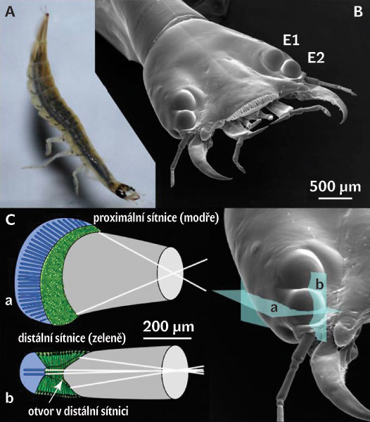 Larvae of the diving beetles of the genus Thermonectus achieve bifocal vision with two different retinas at different distances from the lens :O cell.com/current-biolog…