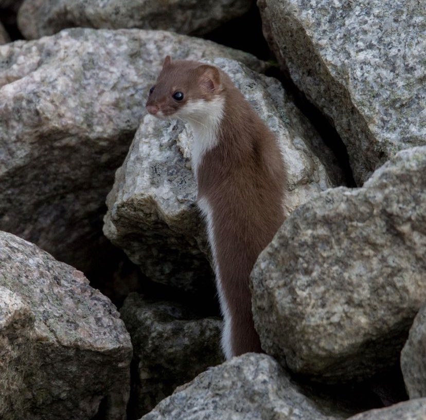 daily stoat! tweet media