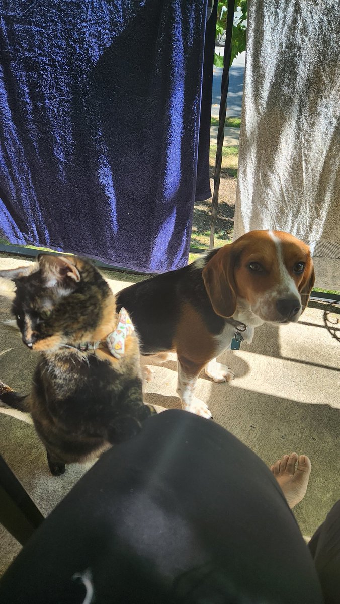 N00dlezs1's tweet image. Cant eat a pop tart in peace 😔 #pawrent #pets