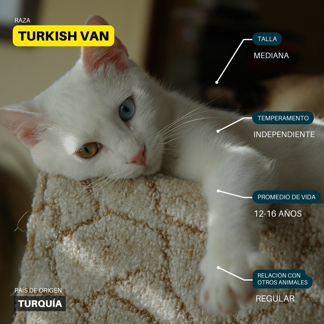 ZonamascotaM's tweet image. Sabías esto de esta raza? 😺🏞️ #PelajeEsponjoso #AmanteDelAgua #EspírituLibre