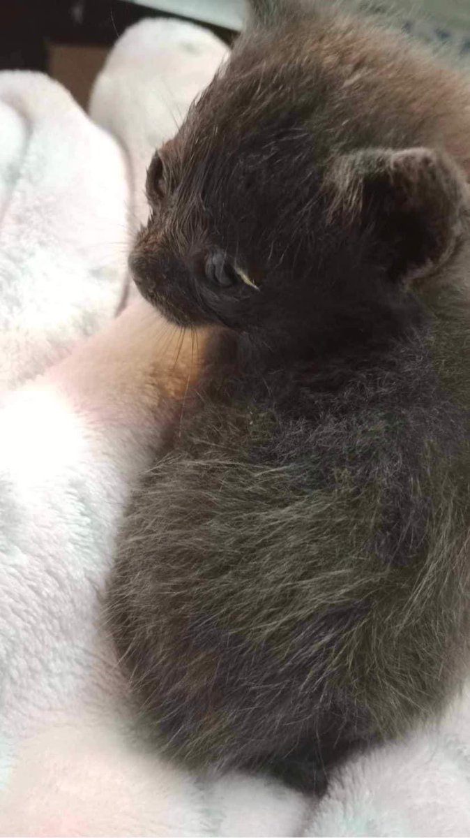 Nuevo pequeño💔

Abandonado en la calle tirado, con los ojitos muy mal 😞 

Bienvenido pequeño, haremos todo lo posible por ti ❤️‍🩹

ACOGE🏡 /ADOPTA🐈/APADRINA💞/DIFUNDE🔁/DONA💌

💚 La Caixa ES07 2100 1934 0102 0015 9329
💛 PayPal: huellasurbanascadiz@gmail.com
OPCIÓN AMIGOS/