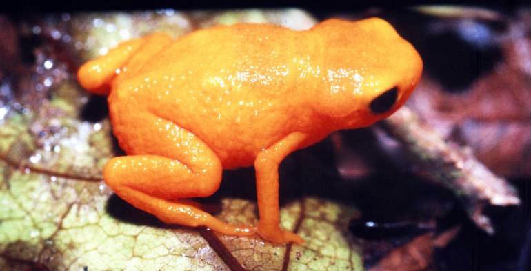 FrogsAndSuch tweet picture