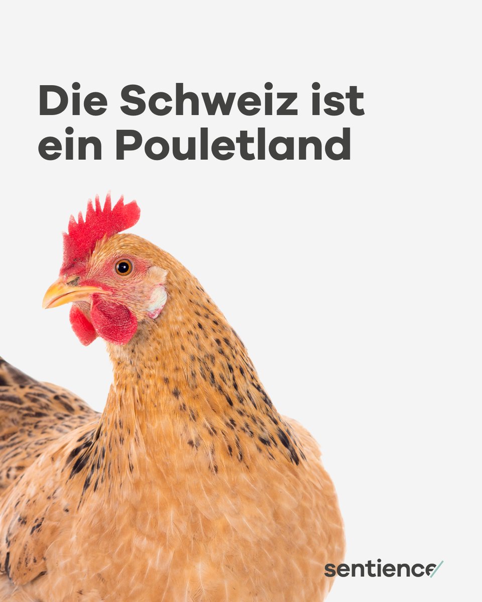 Sentience – Politik für Tiere tweet media