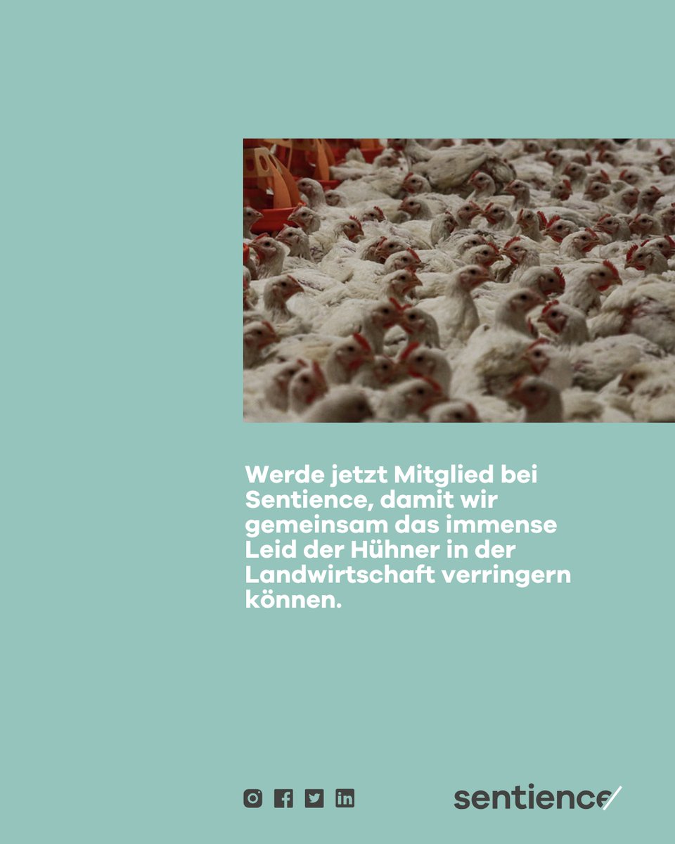 Sentience – Politik für Tiere tweet media