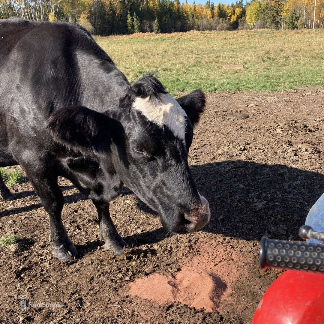 We've heard seeing a black cat on Friday the 13th is bad luck, but what about black cows? 🐈‍⬛

📷 Brianna Meston
📍Westlock, AB.

If you have any farm photos you want to be featured for #FarmSimpleFriday send them to becky@farmsimple.ca!

#AgTwitter #AgX #CdnAg #FarmPhotos