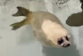 wtf