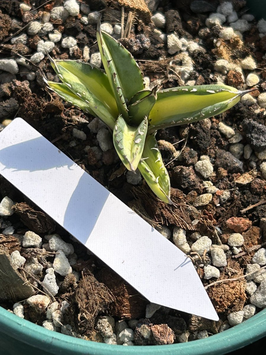 龍舌蘭小島白中斑

#アガベチタノ #アガベのある暮らし
 #アガベ #チタノタ
#仁王冠 #龍舌蘭   #嚴龍   #fo076     
#厳竜 #agave  #アガベ販売 

#砂漠の植物   #沙漠植物   #觀葉植物 #カクタス   #熱帶雨林