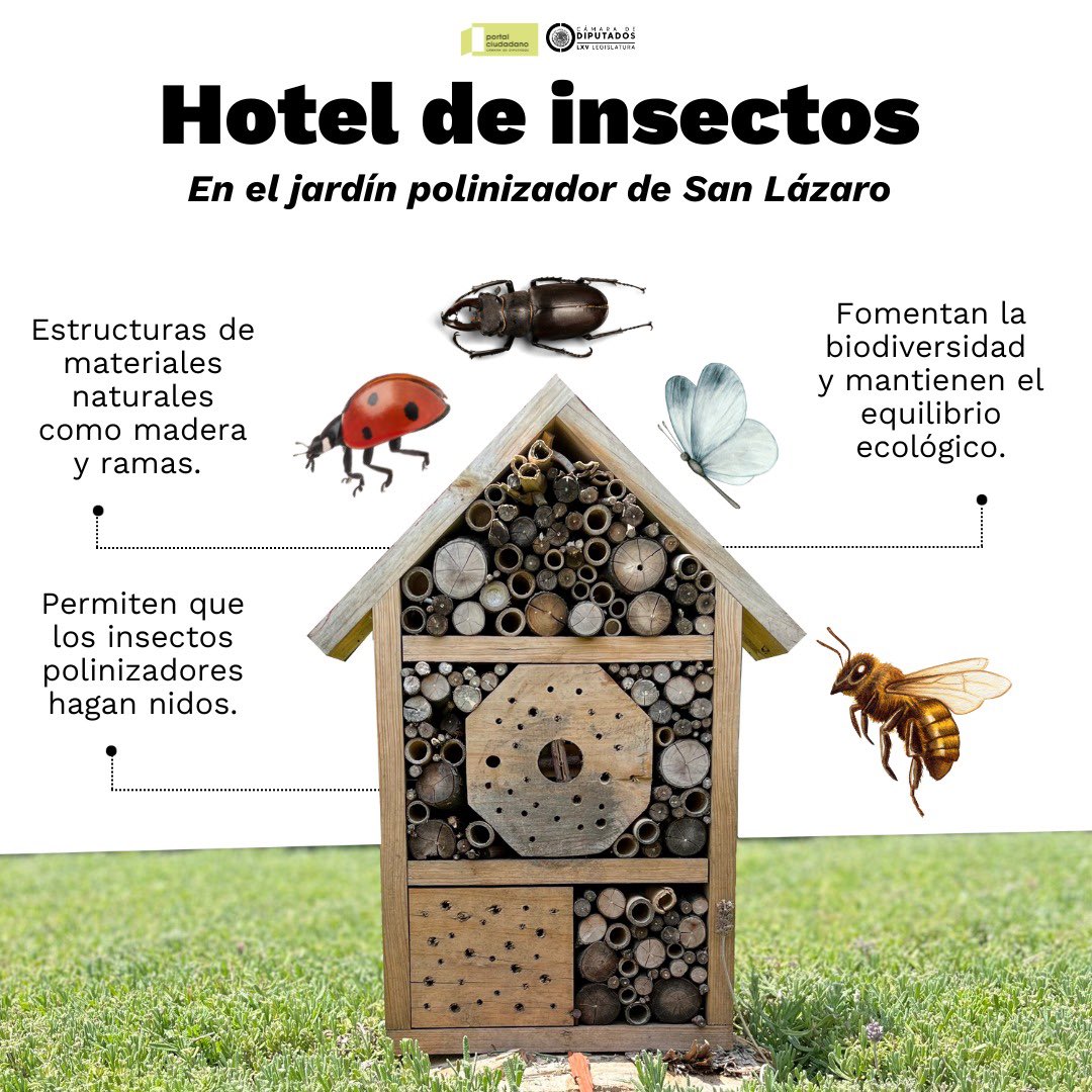 PC_Diputados's tweet photo. #ecocamara En el jardín polinizador del Palacio Legislativo de San Lázaro tenemos un hotel de insectos, te contamos para qué es y te invitamos a poner uno en tu jardín, en el siguiente enlace puedes encontrar las instrucciones para construir uno.
https://t.co/cROvsj8vHz https://t.co/Ppearygm4N