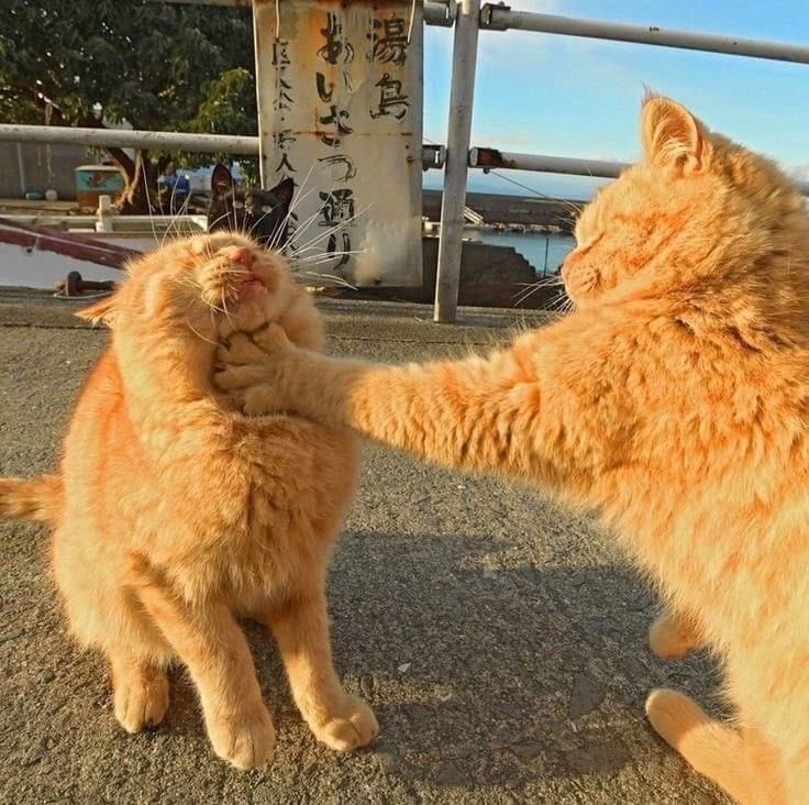 WE LOVE CATS tweet media