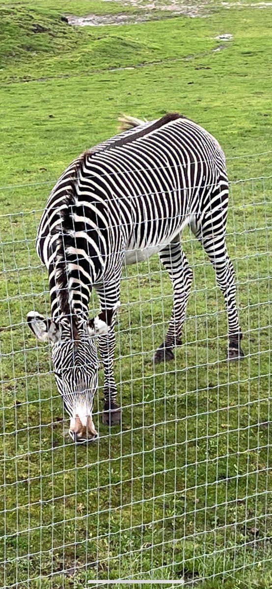 EastfieldPSHull's tweet photo. Year 1 @YorkshireWP #1AW https://t.co/4zt6Dpwycn