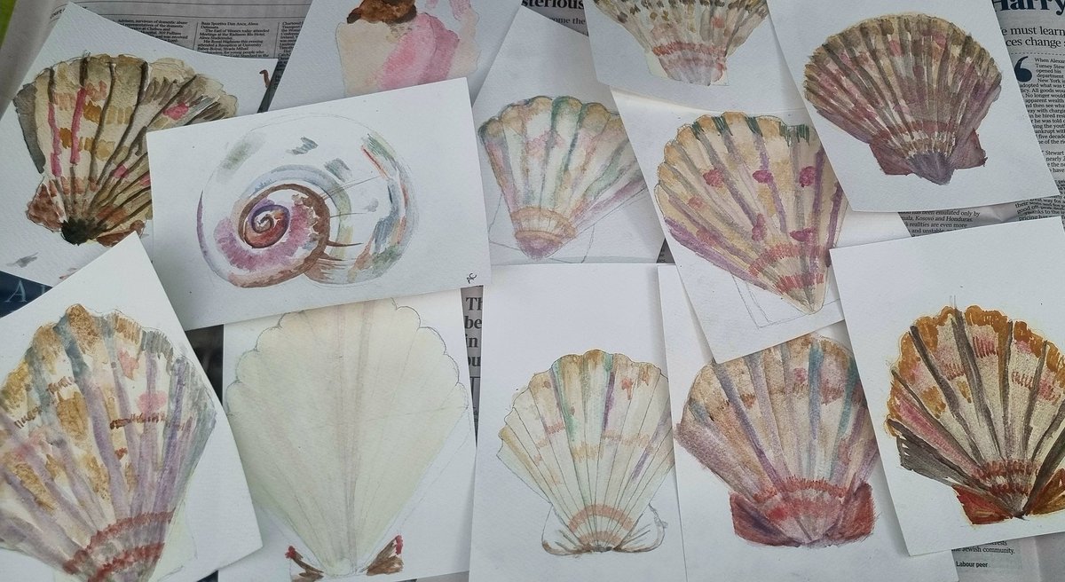 In the drying rack today... watercolour shells by our Year 9 artists 🎨 🐚