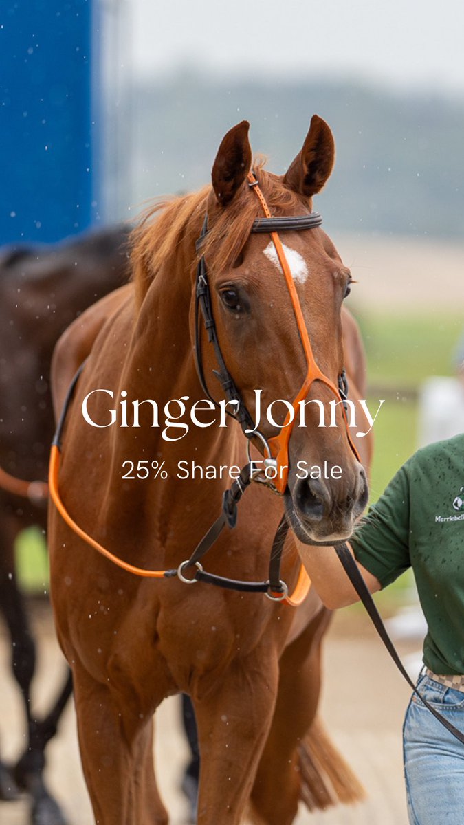 CharlieLongsdon's tweet photo. 25% Share For Sale in Ginger Jonny 🥕🥕

Please contact us at info@charlielongsdonracing.com for more information.

#topspec #fedontopspec #happyhorses #clr #clracing #charlielongsdonracing #onfire #seasonprep #horseracing https://t.co/n0dReyuysR