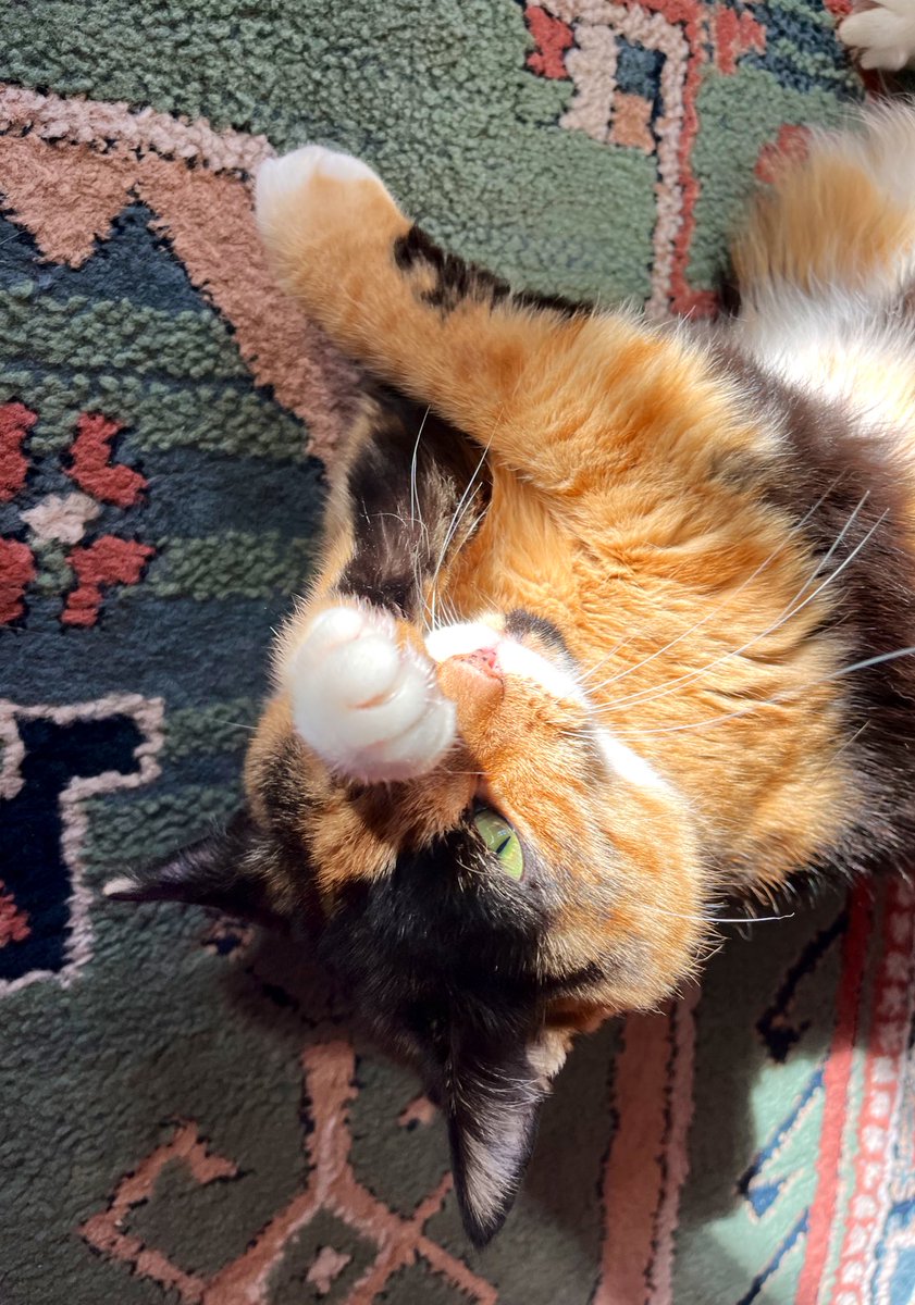 EeviesHouse's tweet photo. Hoom whi yoo stawndin awn da sealin?
#CalicoCrew #FlatCatFriday https://t.co/X8CrsAAr3g