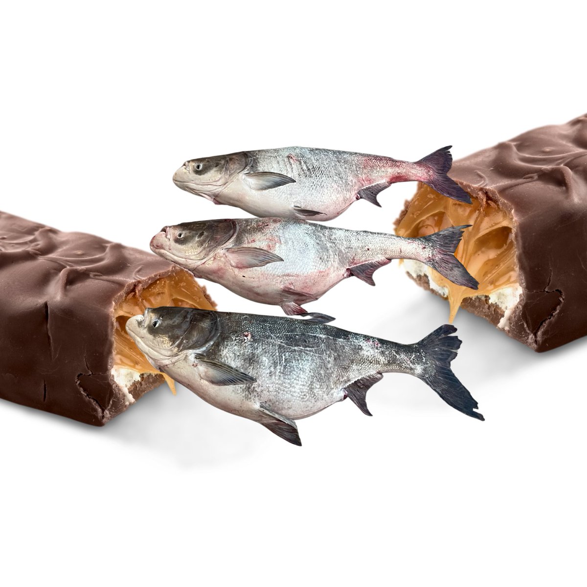 Parents, now is the time to be on guard. We are once again reminding you to be diligent about checking your child's candy throughout the Halloween season. Our biologists have just found THREE invasive bighead carp rolled up and shoved inside an almond joy. We are appalled.