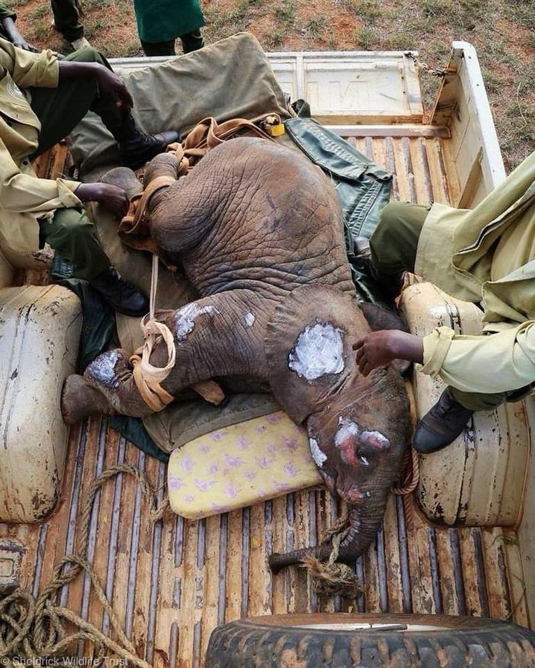 SheldrickTrust's tweet photo. When Godoma was rescued from the bottom of a well in 2015, she was battered &amp; bruised from her desperate attempts to free herself. Worse still were her emotional scars. But she had a willingness to live within. Read her story: https://t.co/FffsvQMCSN https://t.co/Cydu4LLhy5