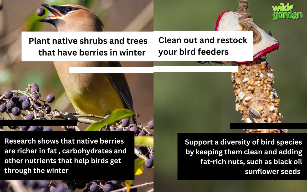 WildGardenEarth's tweet photo. Want to help the birds have a better winter?
Start your preparations today!

#nature #garden  #rewilding #backyardbiodiversity #wildgarden https://t.co/NX8TVYCvvD
