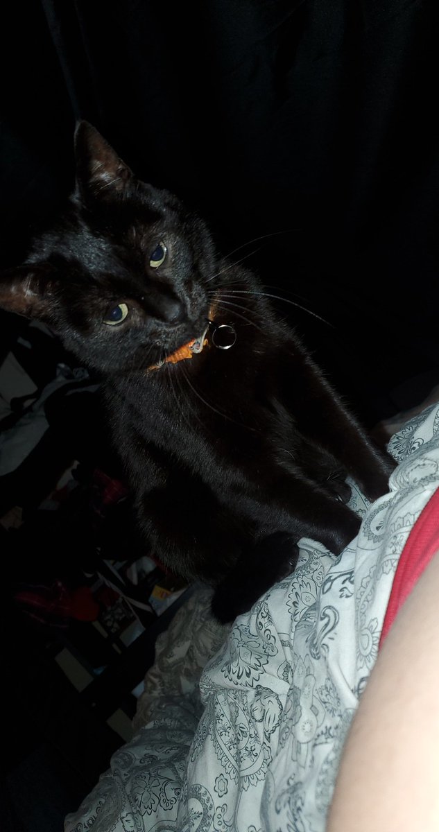 LemonLilacTea's tweet photo. Is Friday 13th >:3 https://t.co/HxEqVaog7E