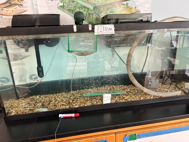 Cooper6Sms's tweet photo. Our trout are here! After attending a fantastic #troutintheclassroom conference yesterday, Cooper 6 students are now caretakers of ~150 eggs. We'll raise them for the next eight months at which time they will be released into our local watershed. #scarsdalemspride https://t.co/5FSnfWmDg5