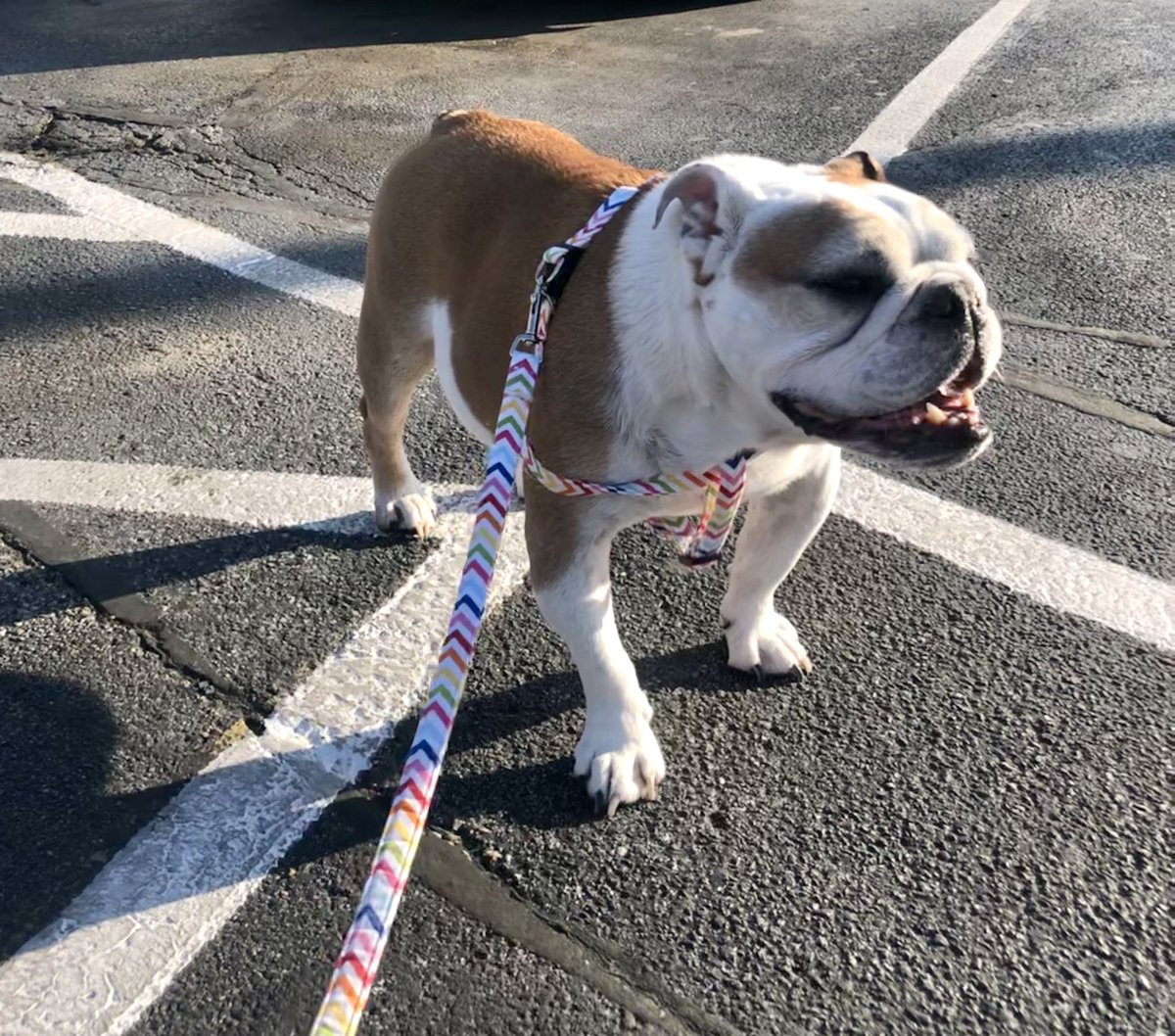 kiddlebulldog's tweet photo. Hi all Kiddle feels great. Running playing. Etc. I want to mention for my friends who take #palladia I noticed Kiddles 💩 was dark. No vet suggested this. I asked for a fecal occult test. I was right . A bit of bleeding. be aware of ulcers &amp; take care of it right away https://t.co/qSuKw71aAp