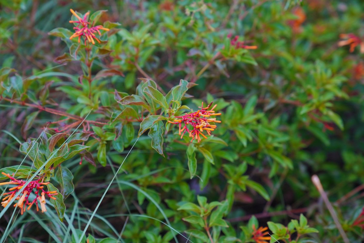 fgcu's tweet image. We may not have changing leaves, but fall colors are everywhere on campus! 🍂☀️ #FGCU #Fallinflorida #CampusLife #SWFL