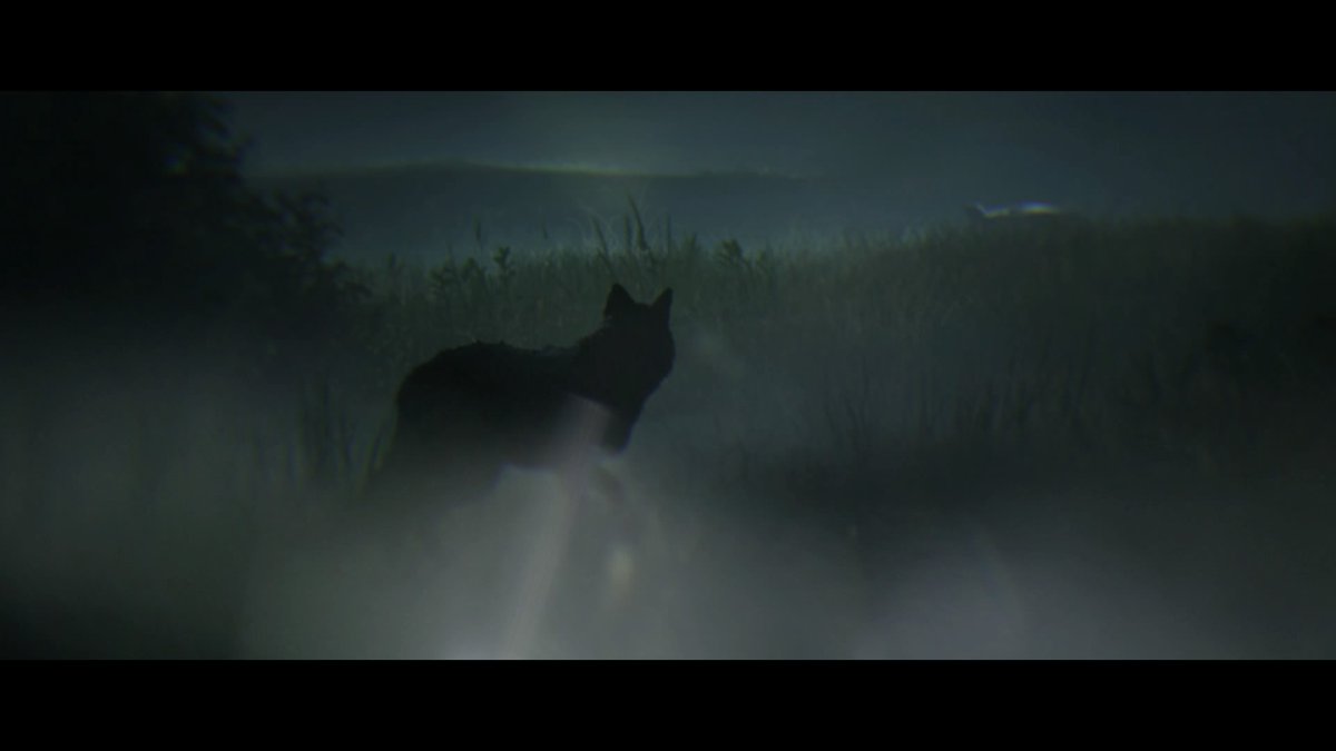 Der Hundefan alias Playa tweet media