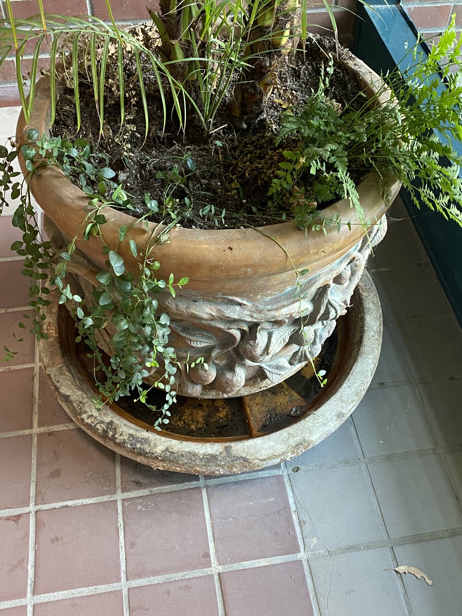 Water saucers under plants can breed mosquitoes if the water is standing more that 5 days.  Empty the saucers once a week or fill the saucers with sand.  It only takes a small amount of water to breed those little "ankle biters."  Remember, No Water means No Mosquitoes! #mosquito