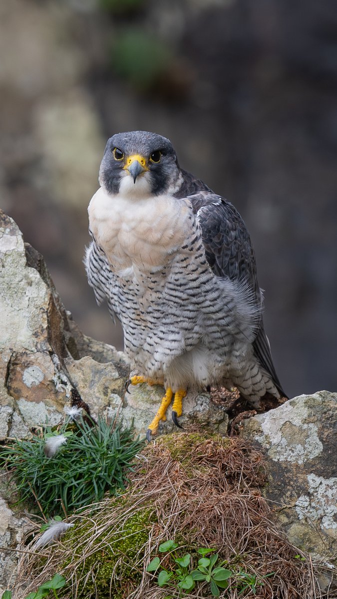 Adult Male Peregrine Falcon, Isle of Man #BirdsInHabitat #BirdsOfTwitter