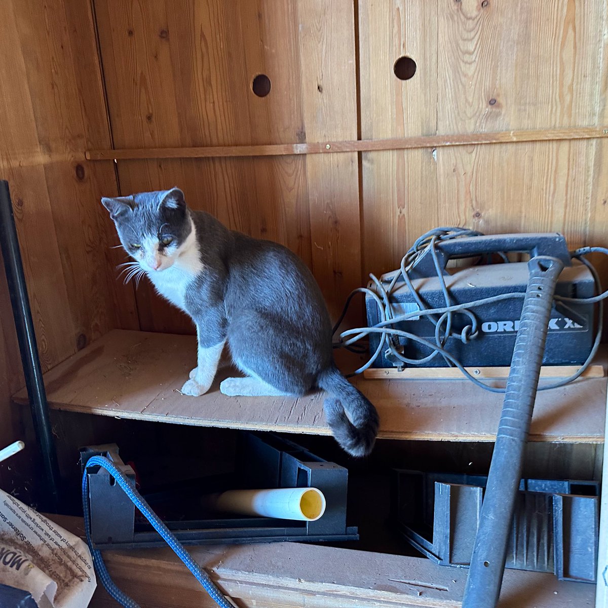 rtoab's tweet photo. In today’s edition of “Larry Helps Around Here at the #ChaiBarRanch #inBisbee, AZ”. (Now with alt-text and less typos. 😅)
#catsoftwitter #catsofx #cats #catdistributionsystem #gato #cat #neko #chat #meow #thebazaartraveler #ranchlife #ranchcat #barncat #larrysizemore #acatslife https://t.co/pQsA4u8Pnq
