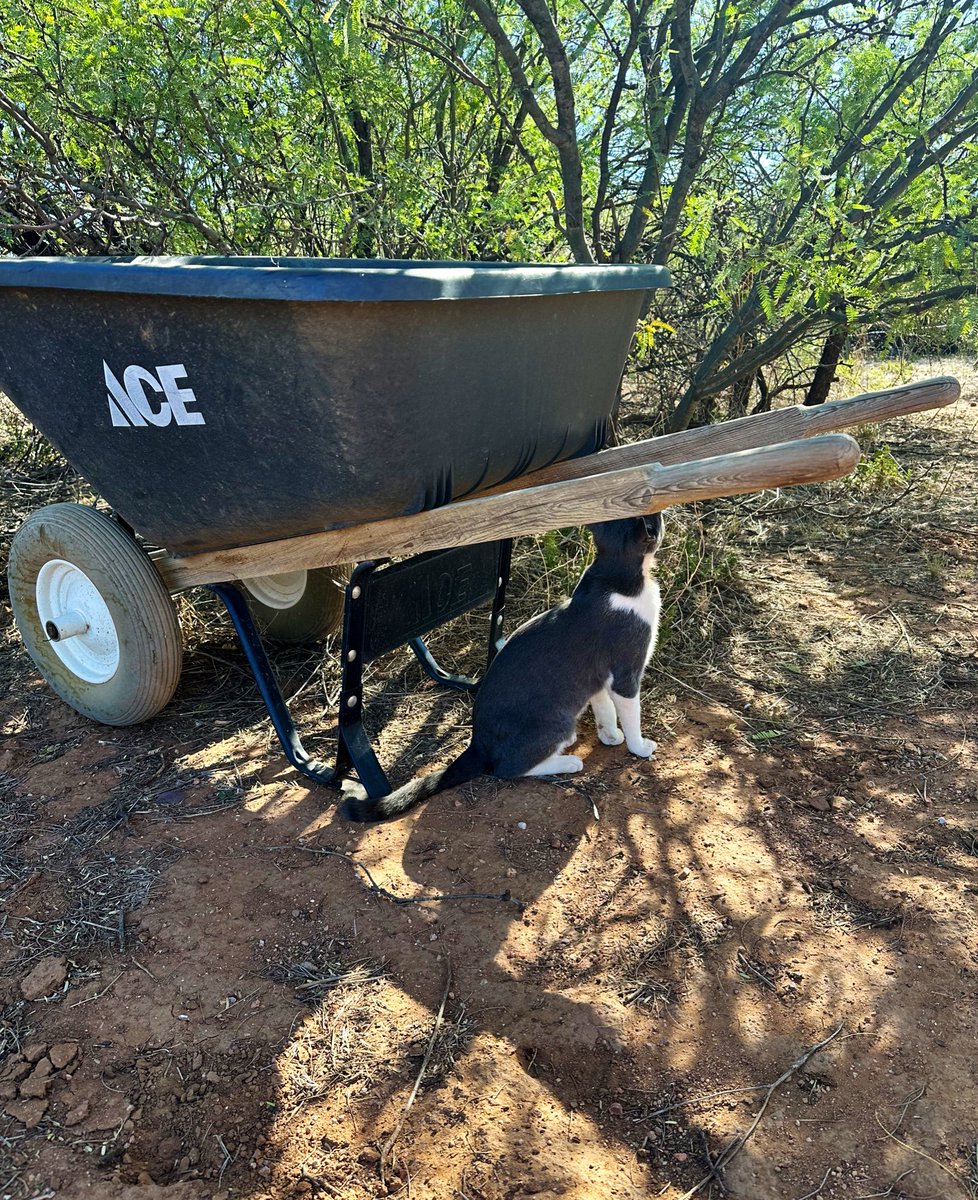 rtoab's tweet photo. In today’s edition of “Larry Helps Around Here at the #ChaiBarRanch #inBisbee, AZ”. (Now with alt-text and less typos. 😅)
#catsoftwitter #catsofx #cats #catdistributionsystem #gato #cat #neko #chat #meow #thebazaartraveler #ranchlife #ranchcat #barncat #larrysizemore #acatslife https://t.co/pQsA4u8Pnq