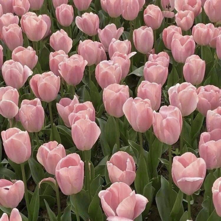 ทิวลิปชมพู (น.)
ดอกไม้แห่งความสุข ความรู้สึกดีและความประทับใจ เป็นความน่ารัก สดใส ความรู้สึกขอบคุณที่มีเขาอยู่ เป็นความสบายใจและเซฟโซนของคุณ ‘มีเธอแล้วมันดีจริงๆ อยากอยู่ด้วยตลอดเวลาเลย’ หรืออีกความหมาย ‘คิดถึงเธอทุกวันเลยนะ’