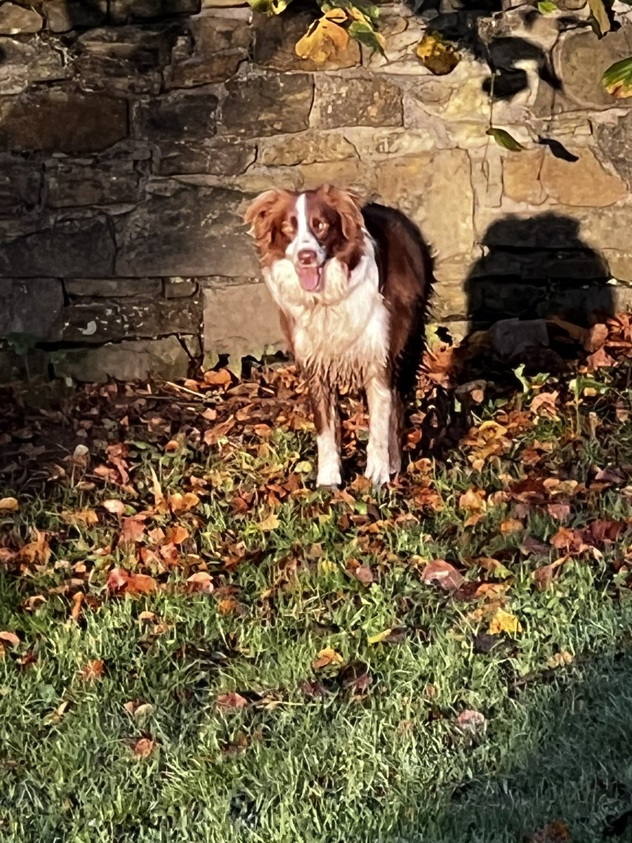 gilmorepup_buds's tweet photo. My Autumn pup in the lovely morning sunshine ๐ฅฐ๐ถ ๐ #bordercollie #autumndogs https://t.co/lwxADiIqVX