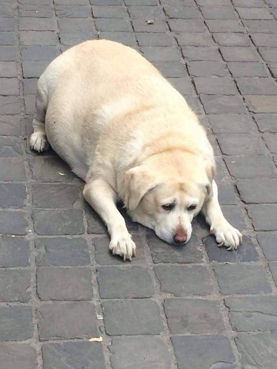 no puedo parar de comer para mi cualquier situacion lo amerita. Tengo hambre, como, me aburro, como, estoy triste, como, estoy feliz, como.