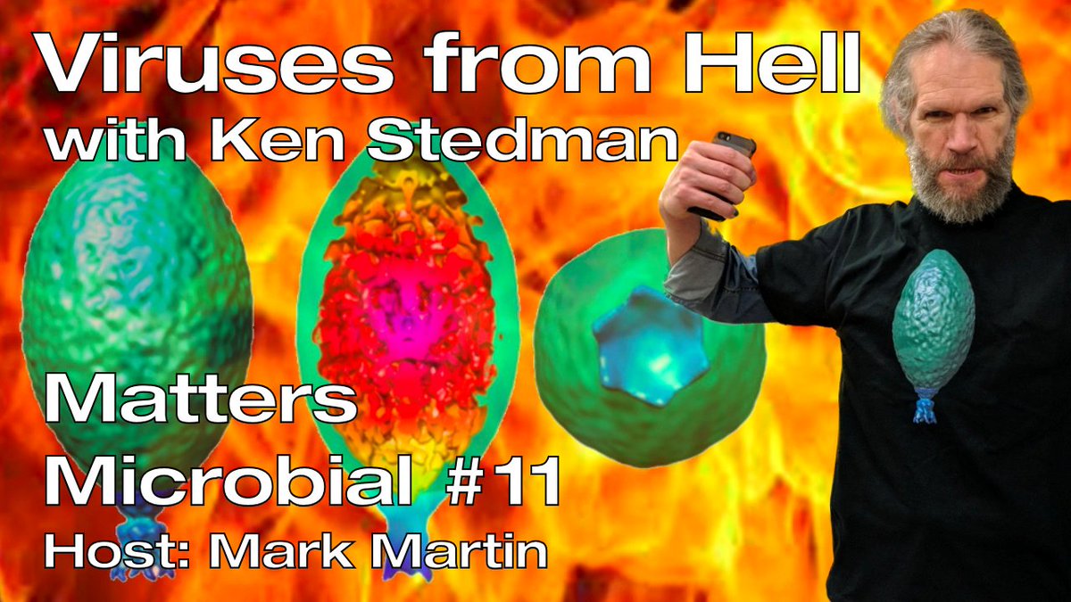 Matters Microbial #11: Viruses from hell with Ken Stedman 🦠 Today Dr. Ken Stedman, Professor of Biology at Portland State University, tells us about the strange and wonderful viruses of heat loving extremophilic archaea—truly viruses from Hell! 📺 bit.ly/3rOZADx