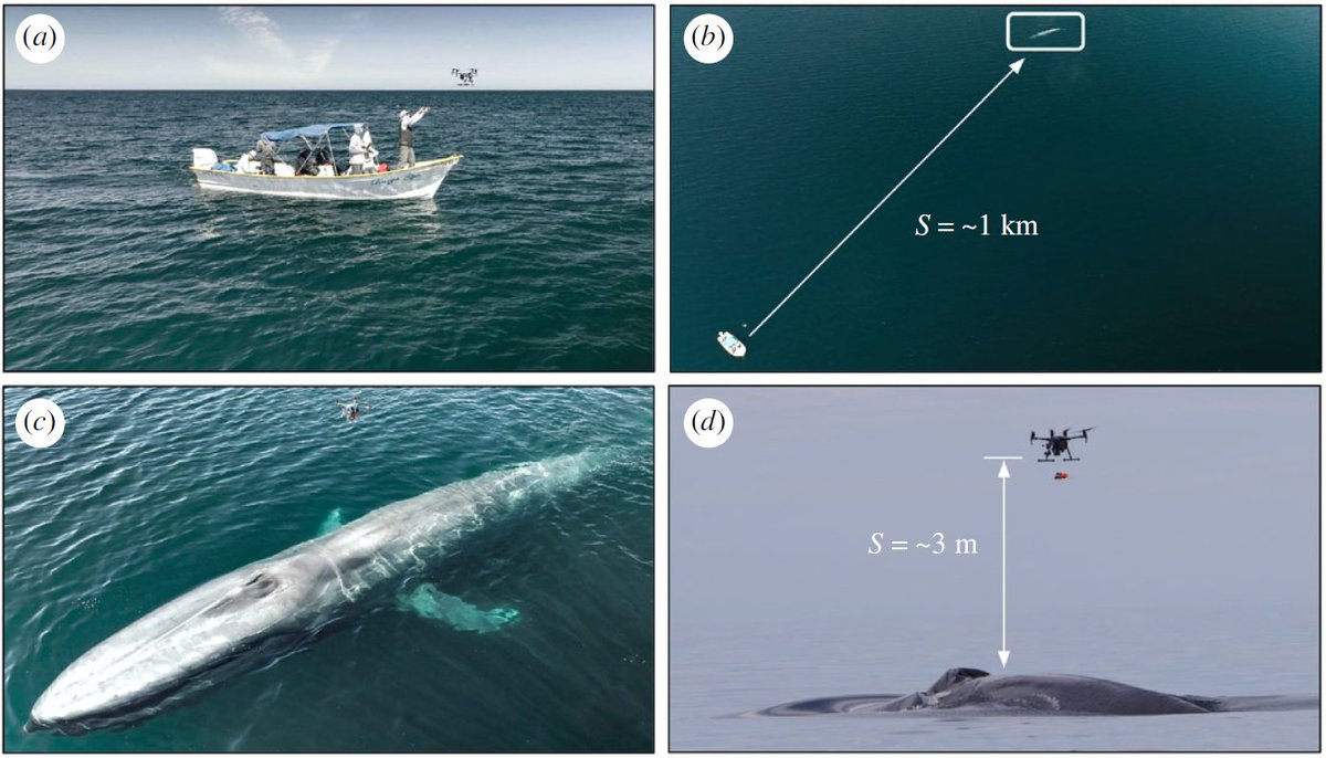 Remarkable engineering to deploy suction tags onto blue and fin whales from hexacopters, 21 of 29 whales successfully tagged, with average flight time of just 2 min 45 sec, and much less disruption and threat of danger to the whale and the people. royalsocietypublishing.org/doi/10.1098/rs…