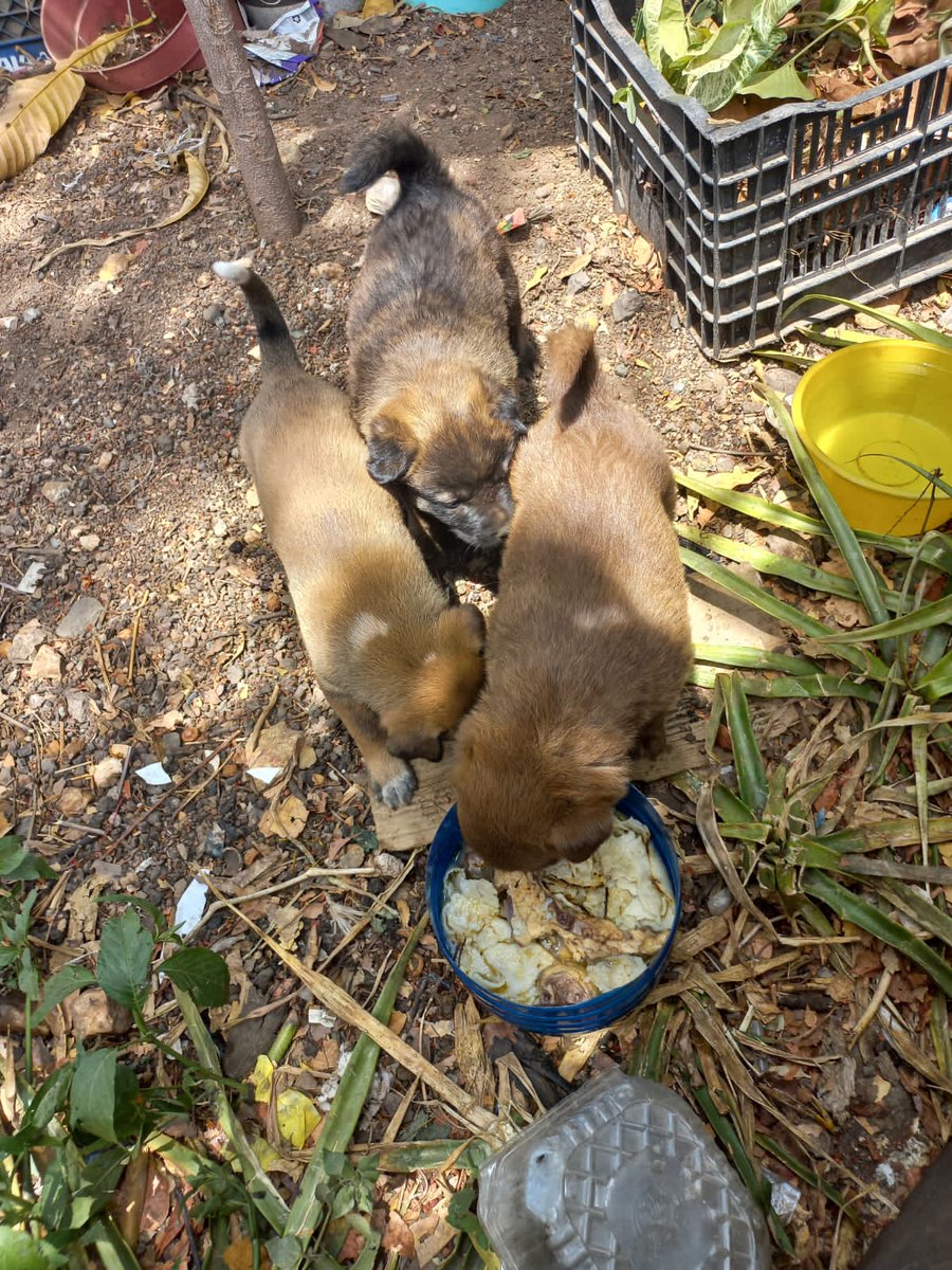 GuadalupeOrive's tweet image. Ayudar a los perritos de la calle es una gran satisfacción en el corazón. #MotivateAquiyAhora #JuntosSomosMásFuertes #HM
