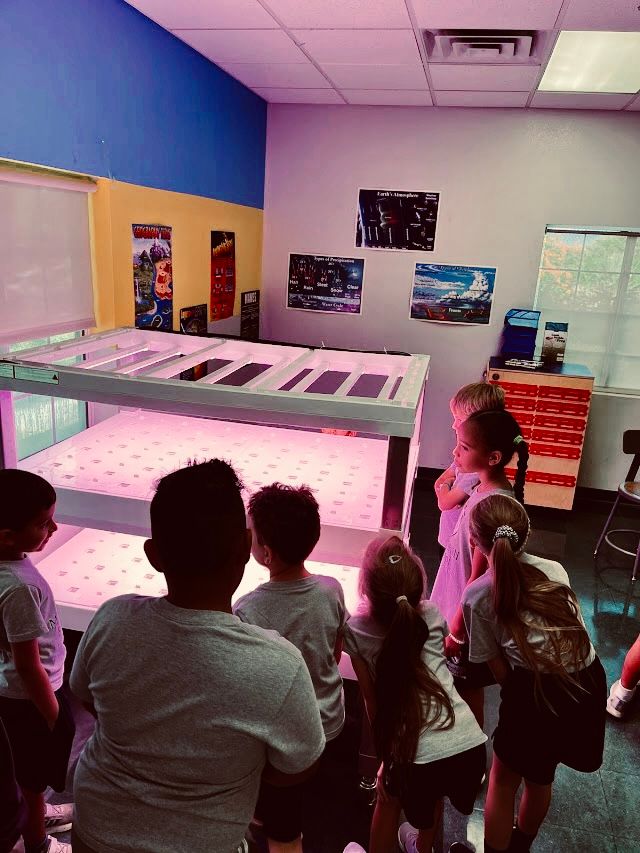 MHSSummerlin's tweet photo. Our hydroponics lab is buzzing with excitement as students dive into hands-on learning. 🌈🌱 They're not just growing plants, they're nurturing curiosity, problem-solving skills, and a love for science! 🌟

#MerryhillSchool #MerryhillSummerlin #Summerlin #SummerlinLV https://t.co/urT5KKlJ8z