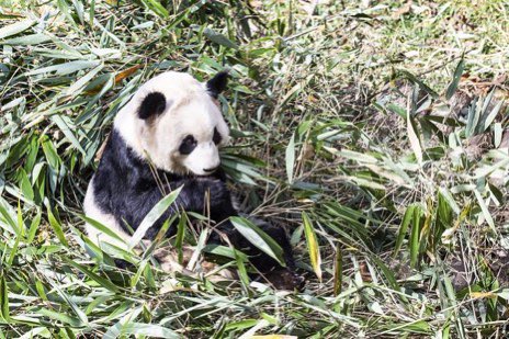 ChinaEmbEsp's tweet photo. 🎑 #MiniReportaje 🇨🇳5️⃣

Modernización Tangible: la China de Hoy - El Sueño de un Hogar Ecológico

La “batalla” en Qinling entre el panda y el takín 

#Ecología 💚🩵 #China #NaturalezaChina https://t.co/PeJ3Uzuizt