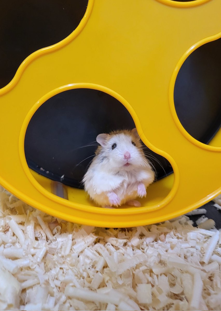 날씨 추워졌다고 털 복슬복슬해진 거 너무 티나고 웃겨🎅