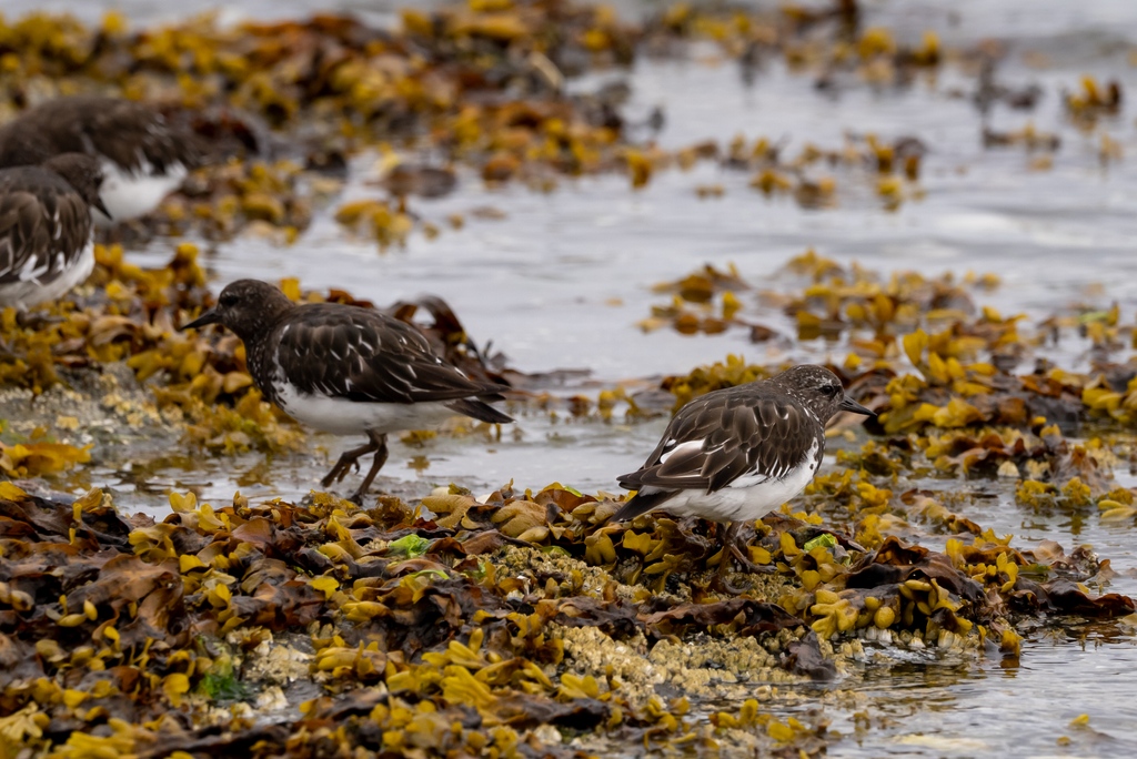 🦅Start exploring the Vancouver Island North Bird Trail NOW @ bcbirdtrail.ca/trails/vancouv… ⁠ 🌲Discover the communities of Port McNeill, Port Alice, Port Hardy, and Sointula and Alert Bay. ⁠⁠ #LookUpStayGrounded #Birding #ExploreBC #HelloBC #GoNorthIsland #ForTheGoodOfOurWild