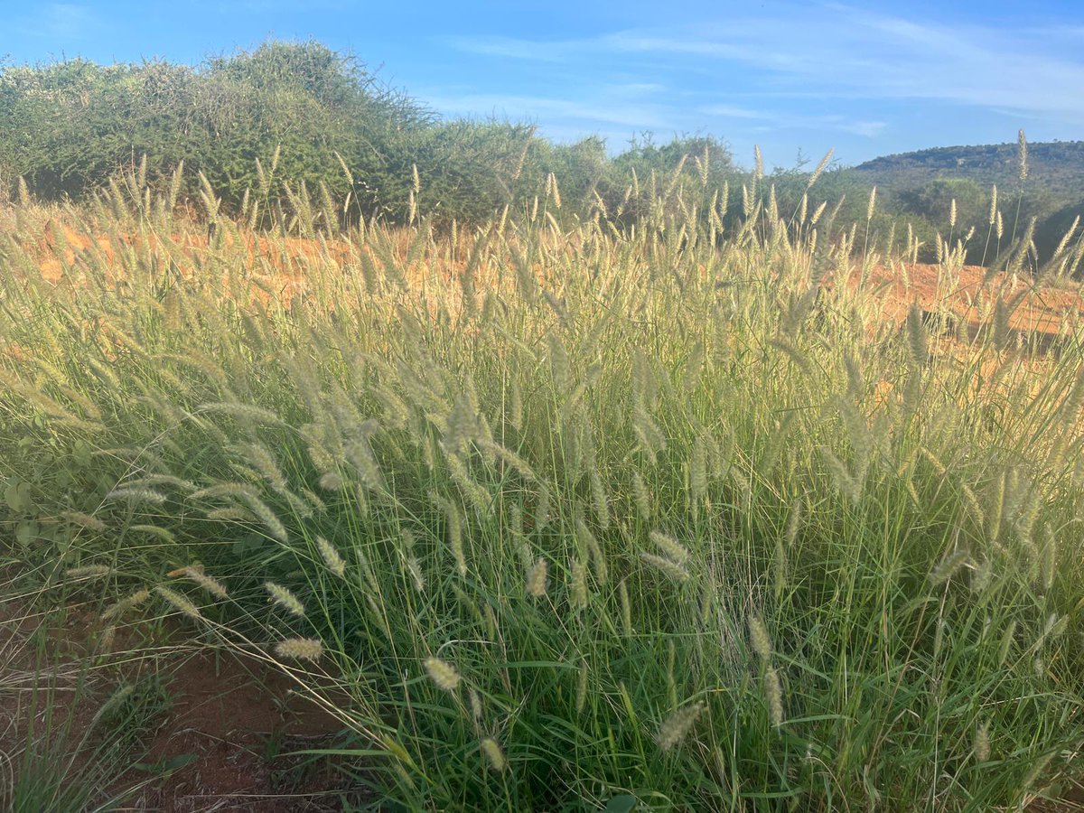 mpala_rc's tweet photo. Our groundbreaking project focuses on buffelgrass (Cenchrus ciliaris) &amp; the concept of 'natural stressor release.' Exploring why buffelgrass is successful in introducing rangelands globally by studying its natural enemies &amp; stressors in its native Kenya habitat. #ResearchAtMpala https://t.co/AsR0vSO5nD