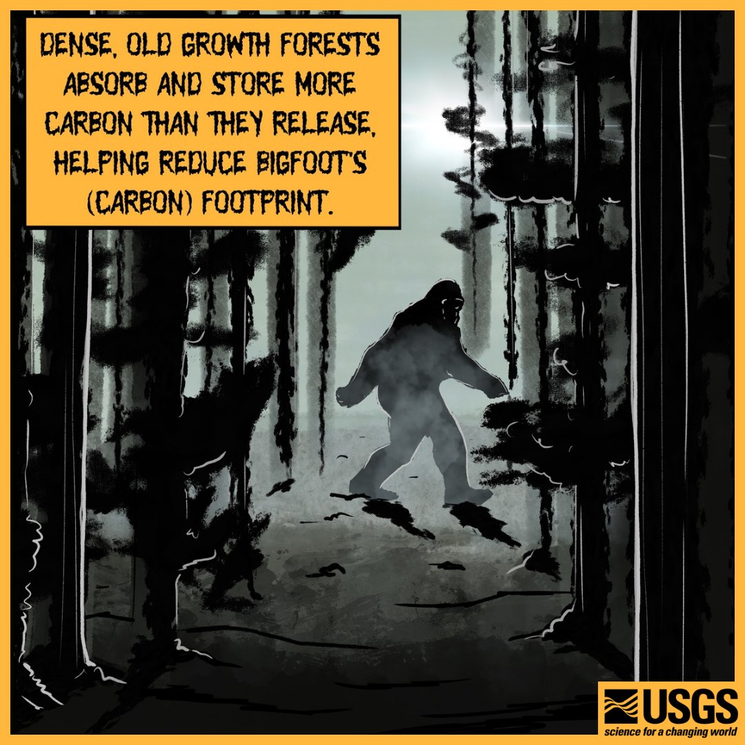Old growth forests have two important functions:

1️⃣ They absorb &amp; store more carbon than they release, reducing carbon in the atmosphere 🌲
2️⃣ They provide important bigfoot habitat 👣

#ClimateCryptids

📸 Ben Slyngstad, USGS ORISE